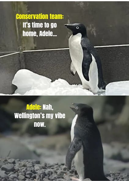 Adele the adelie penguin