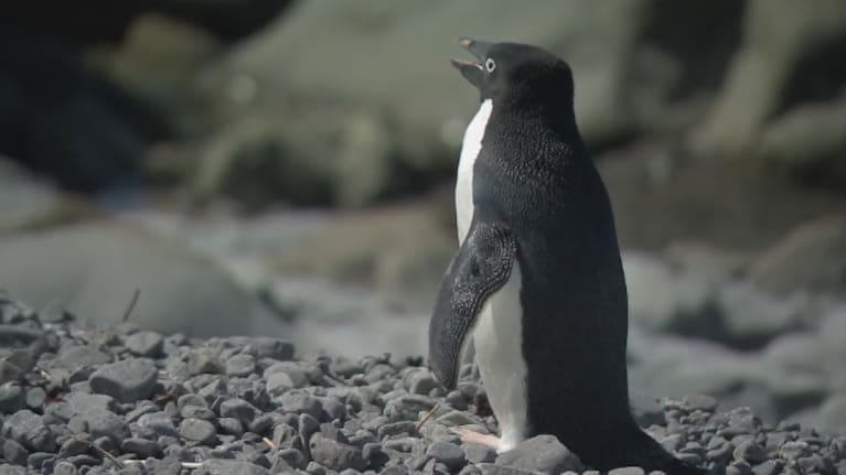 adele the adelie penguin