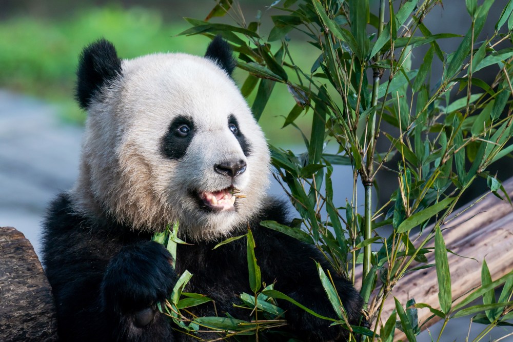 giant panda from china