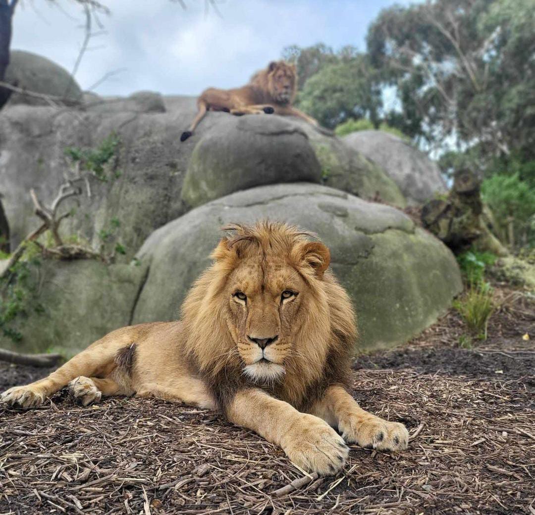 wellington zoo animals