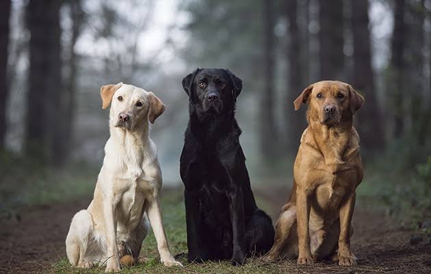 labradors