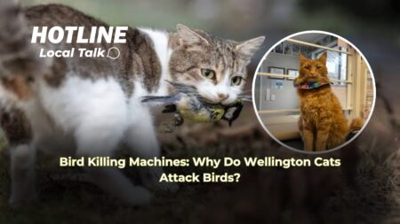 Bird Killing Machines: Why Do Wellington Cats Attack Birds? Bird Killing Machines: Why Do Wellington Cats Attack Birds?