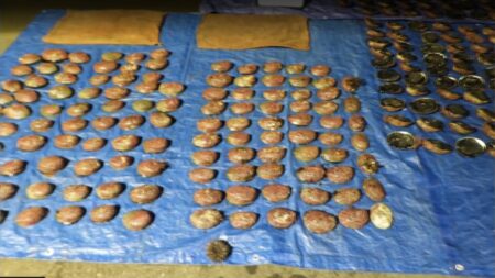 Pāua Poaching Spike in Wellington!