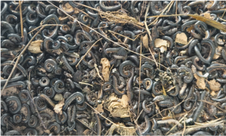 Millipede Plague Terrifies South Wellington Residents