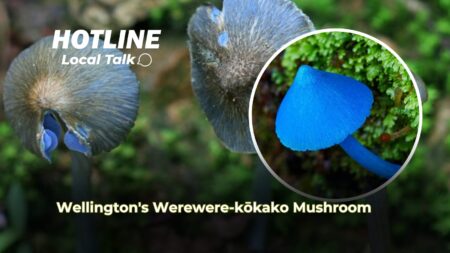 Wellington’s Werewere-kōkako Mushroom