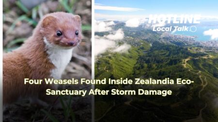 Four Weasels Found Inside Zealandia Eco-Sanctuary After Storm Damage Four Weasels Found Inside Zealandia Eco-Sanctuary After Storm Damage