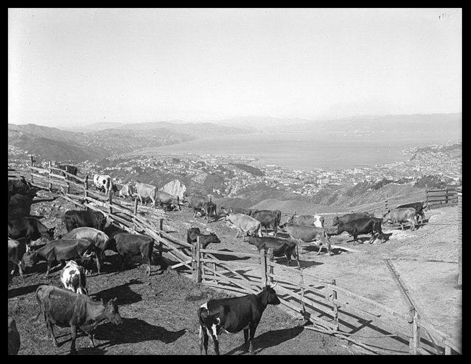 1930s Wellington farm with sodium chlorate