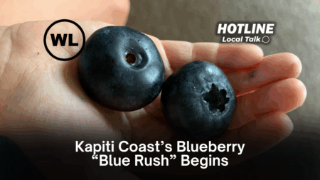 Kapiti Coast’s Blueberry “Blue Rush” Begins