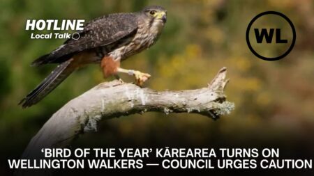 ‘Bird of the Year’ Kārearea Turns on Wellington Walkers — Council Urges Caution