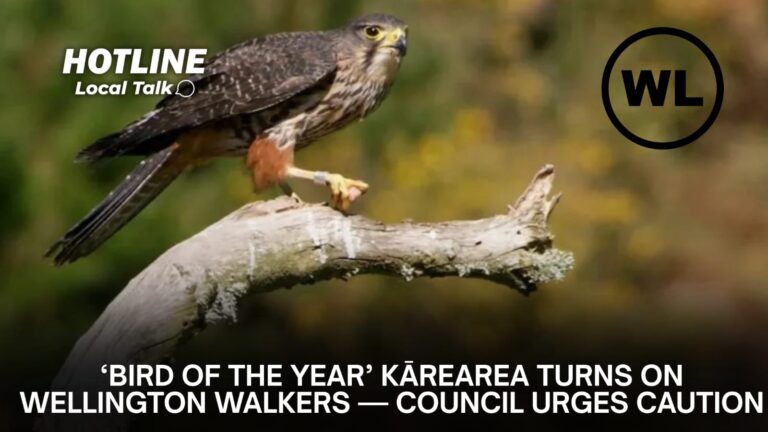 ‘Bird of the Year’ Kārearea Turns on Wellington Walkers — Council Urges Caution