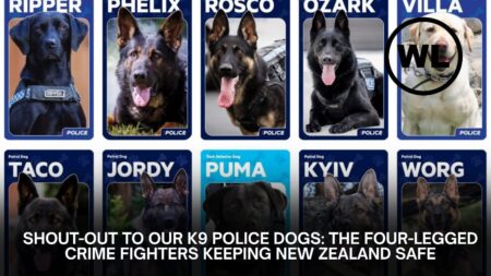 Shout-Out to Our K9 Police Dogs: The Four-Legged Crime Fighters Keeping New Zealand Safe