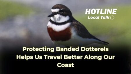 Protecting Banded Dotterels Helps Us Travel Better Along Our Coast