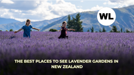 The Best Places to See Lavender Gardens in New Zealand 💜